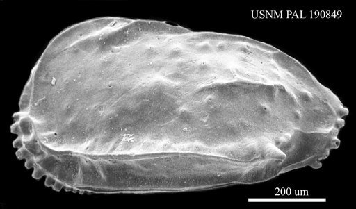 Ruggieria sp.