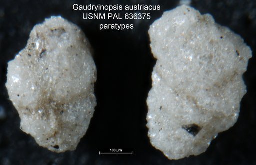 Gaudryinopsis austriacus Rögl, 1998