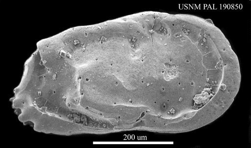 Occultocythereis sp