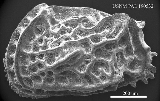 Genus indet. sp. indet.