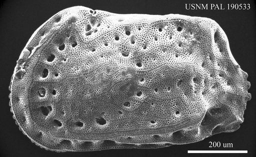 Genus indet. sp. indet.
