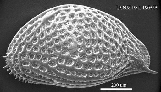 Genus indet. sp. indet.