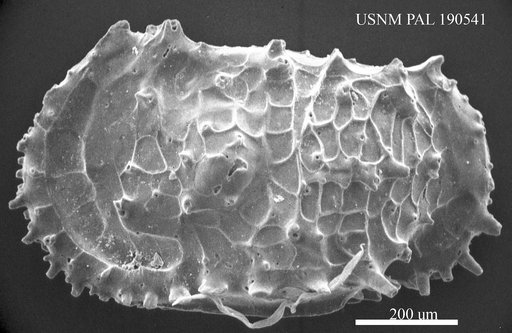 Genus indet. sp. indet.