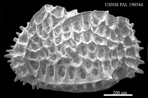 Bradleya sp.