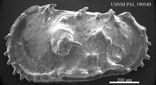 Genus indet. sp. indet.