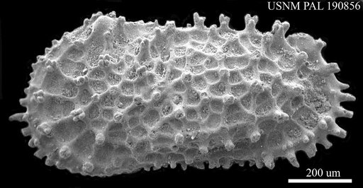 Acanthocythereis ? hystrix ? (Reuss, 1850)