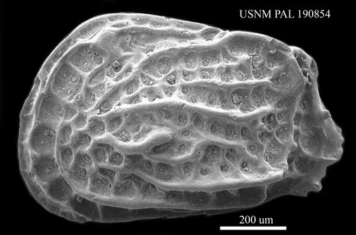 Tenedocythere sp.