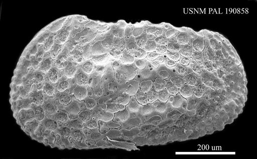 Henryhowella sp
