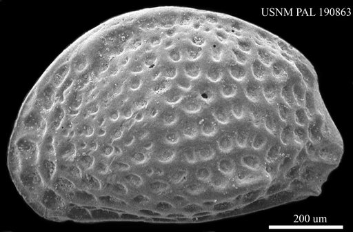Aurila sp.