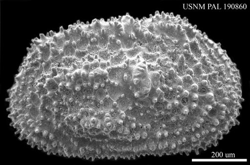Henryhowella sp