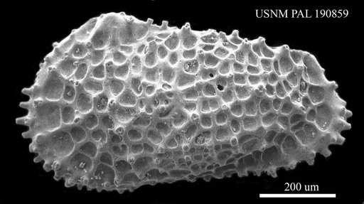 Acanthocythereis hystrix (Reuss, 1850)