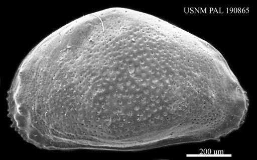 Heterocythereis sp.