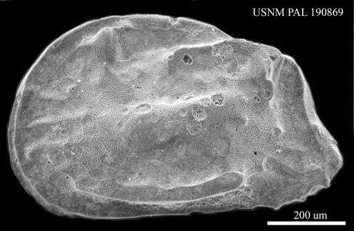 Pachycaudites sp.