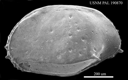 Lixuria sp.