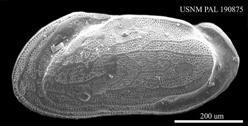 Genus indet. sp. indet.