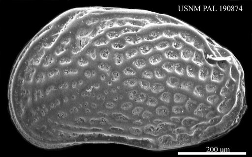 Aurila sp.
