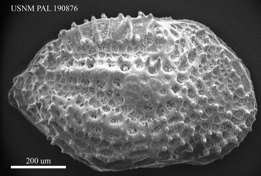 Cythere sulcatoperforata Brady, 1880
