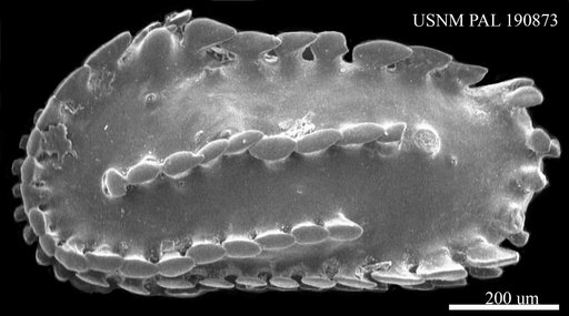 "Cythereis" militaris Brady, 1866