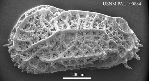 Costa tricostata pentafoveata Ruggieri