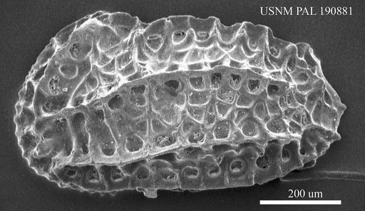 Chrysocythere cataphracta Ruggieri