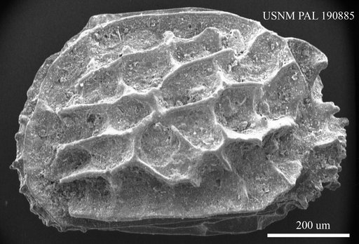 Mutilus retiformis (Terquem)