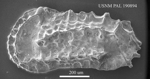 Rectotrachyleberis undata Ruggieri