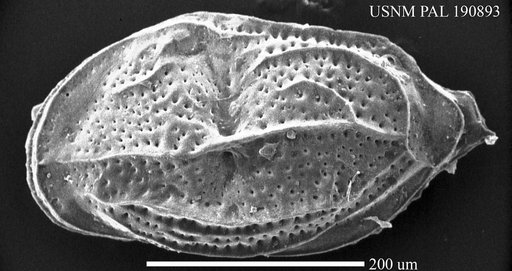 Neomonoceratina mediterranea Ruggieri