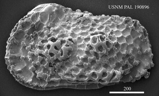 Verrucocythereis bulbuspinata tuberosa Ruggieri, 1962
