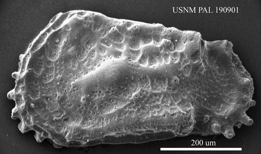 Genus indet. sp. indet.