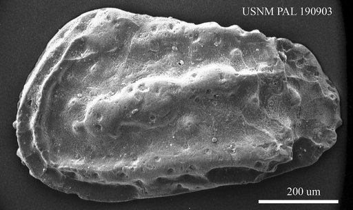 Genus indet. sp. indet.