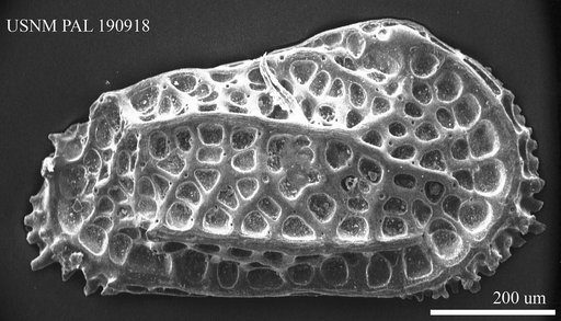 Costa tricostata