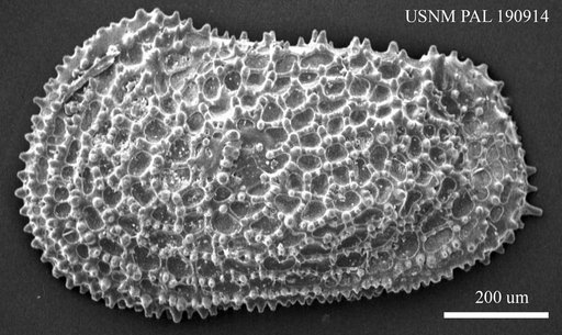 Wichmannella sp.