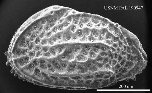 Costa variabilocostata variabilocostata (Van Den Bold, 1950)