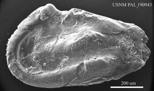Veenia sp.