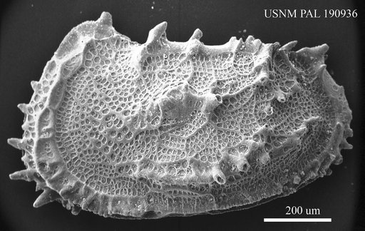 Abyssocythere sp.