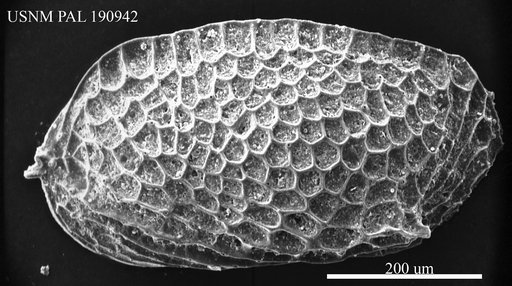 Genus indet. sp. indet.