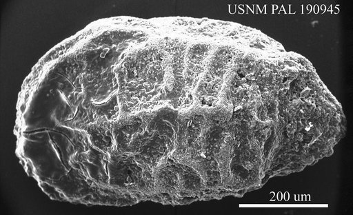 Costa variabilocostata laticostata Ulrich & Bassler