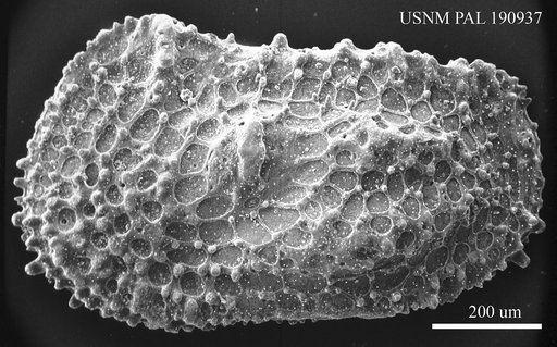Henryhowella sp