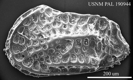 Costa variabilocostata recticostata