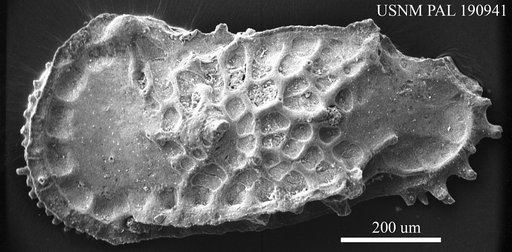 Cythereis subgracilis ? Morrow, 1934