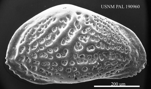 Cytheridea fabaformis (Berry, 1925)