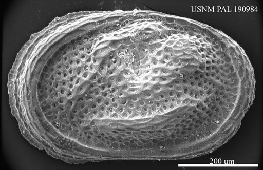 Cytherelloidea sp