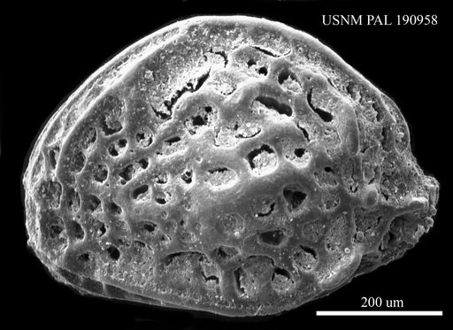 Quadracythere jollaensis LeRoy