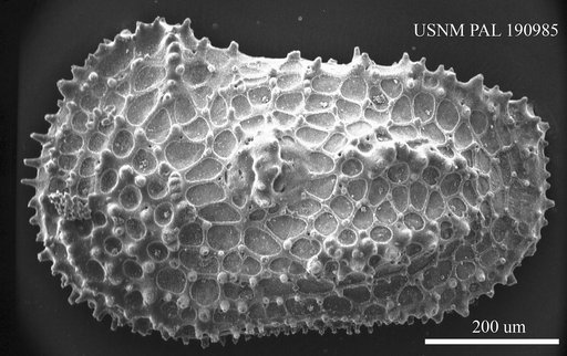 Henryhowella sp