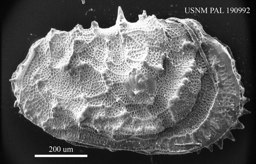 Abyssocythere sp.