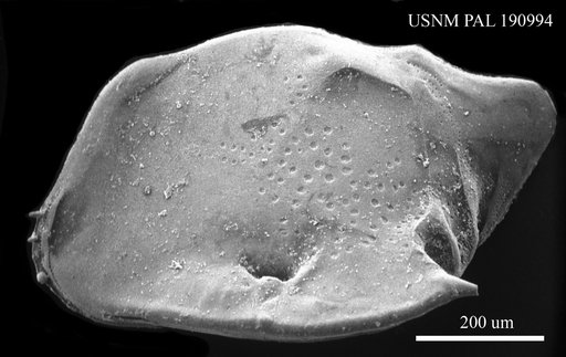 Cytheropteron sp.