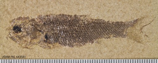 Pholidophorus americanus Eastman