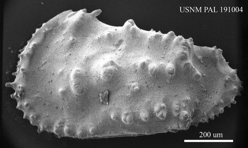Trachyleberis sp