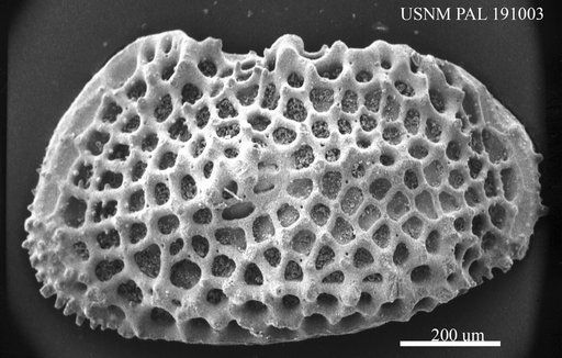 Genus indet. sp. indet.