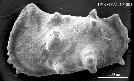 Genus indet. sp. indet.